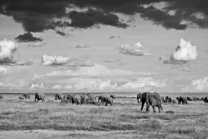 Africa black and white